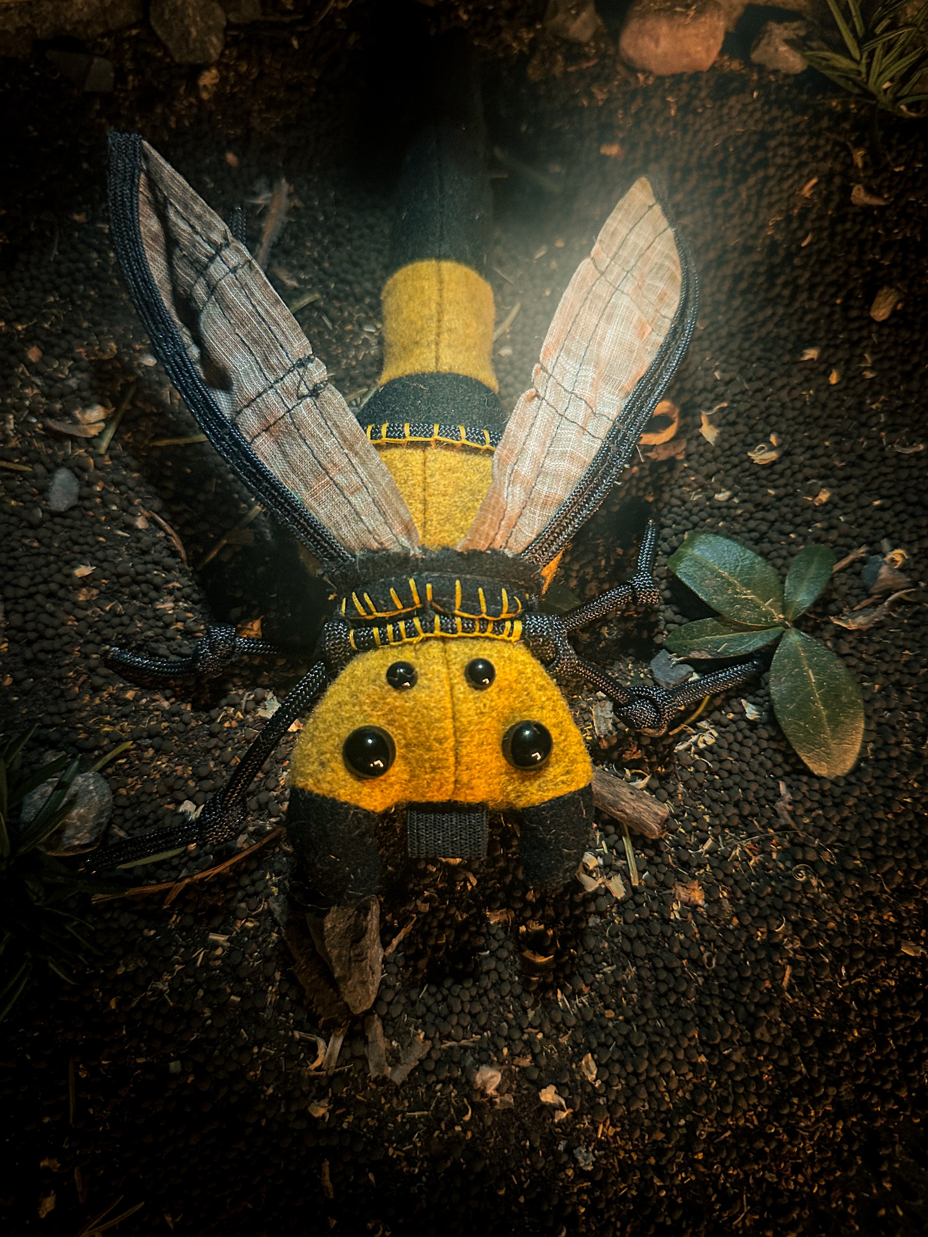 Waspry